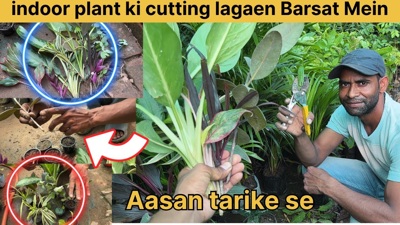 इनडोर प्लांट की कटिंग कैसे लगाएं जाने नर्सरी वाले भैया से best gardening tips ￼