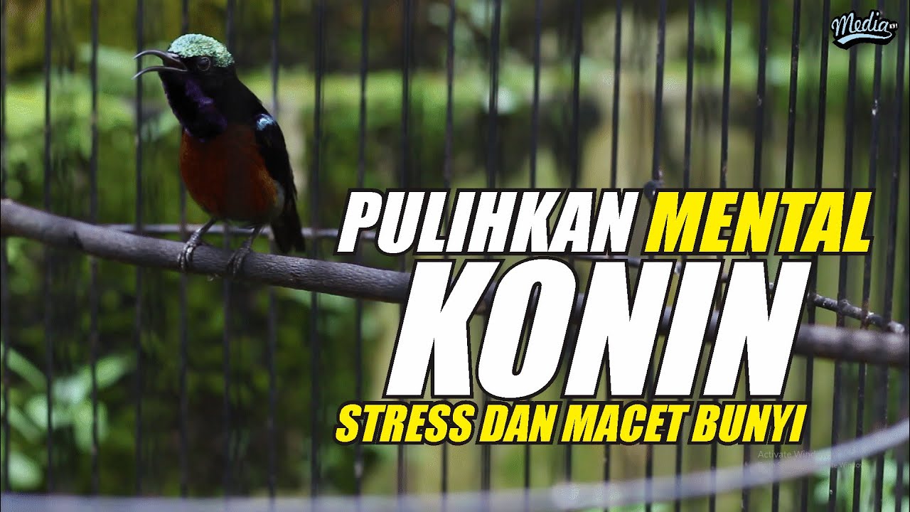 TERAPI KONIN STRES MACET LANGSUNG PULIH SEKETIKA❗KONIN GACOR & RELAKSASI AIR MENGALIR 100% AMPUH