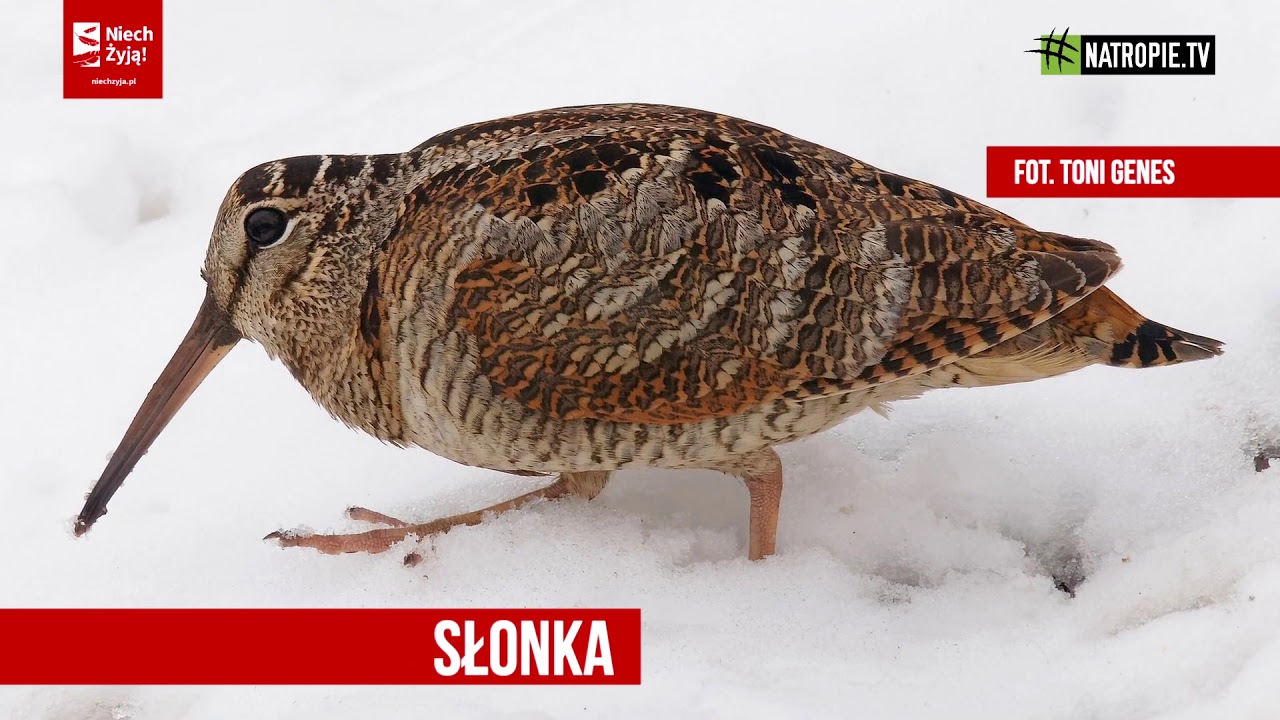 #niechżyją słonki, grzywacze i łyski