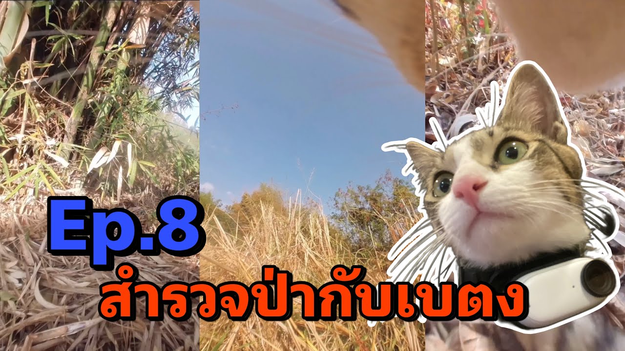Ep.8 เที่ยวป่ากับเบตง | มุมมองแมว