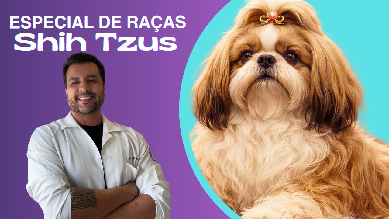 Shih Tzu - O Cão Imperial Que Quase Desapareceu da História