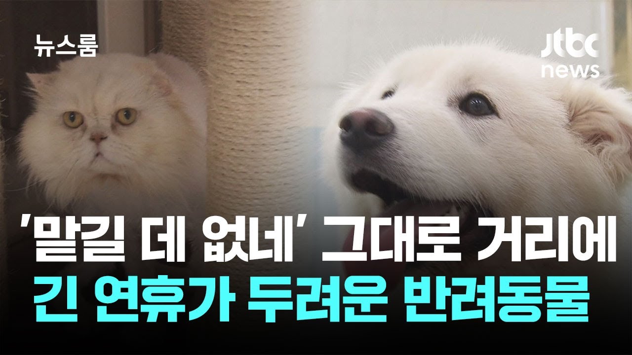 '맡길 데 없네' 그대로 거리에&hellip;긴 연휴가 두려운 반려동물 / JTBC 뉴스룸
