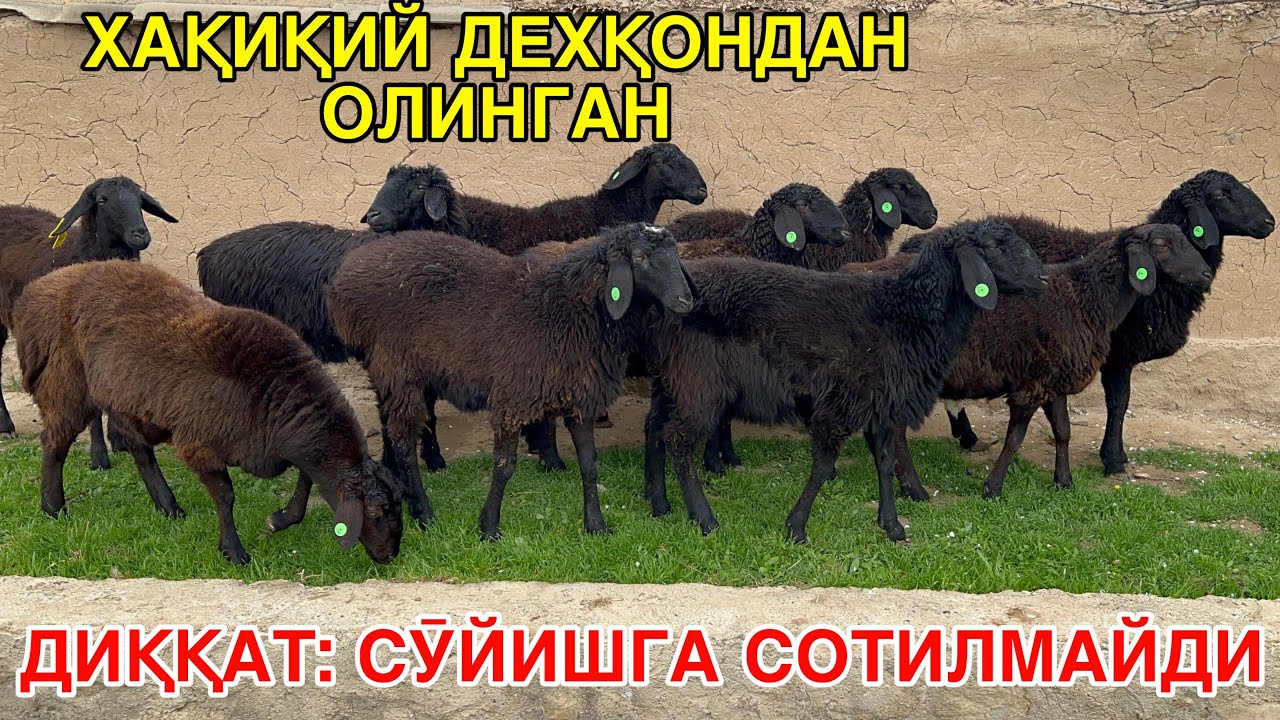 ОЛАМАН ДЕГАНГА ЗӮРИ. ☎️+998772982000