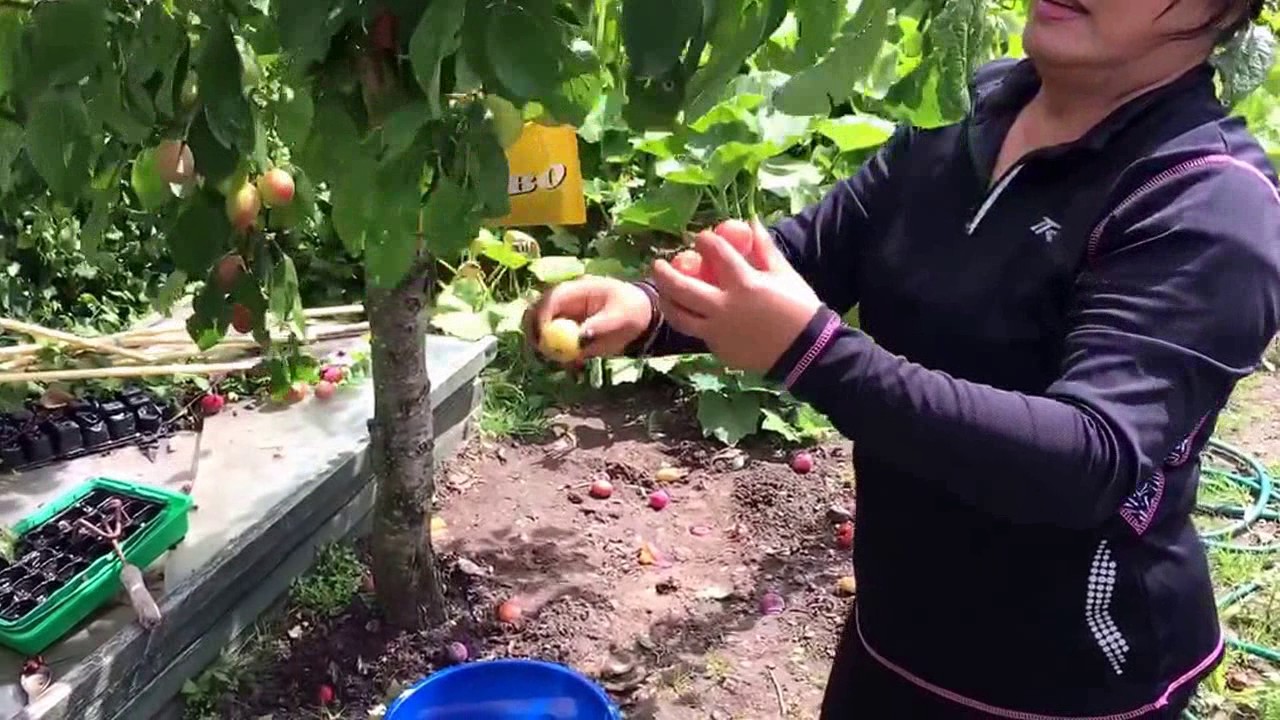 Pruimen plukken in onze moestuin