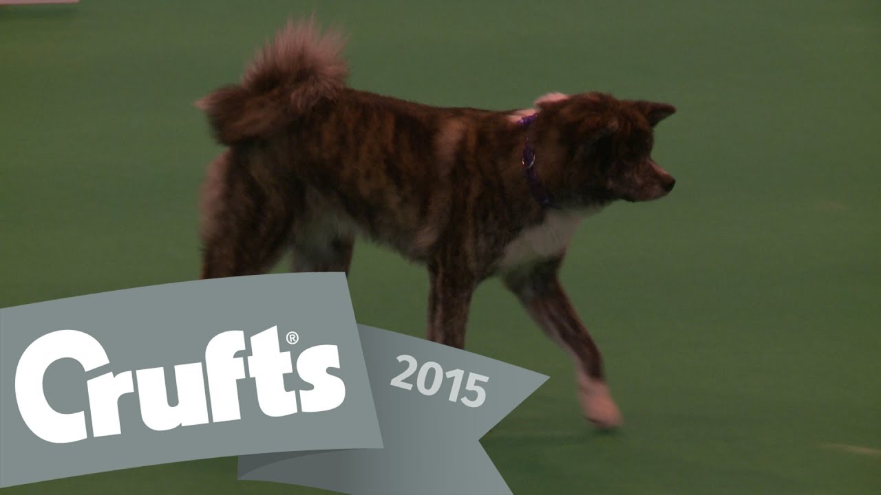 Obreedience - Part 6 - Collie, Miniature Schnauzer & Japanese Akita Inu | Crufts 2015