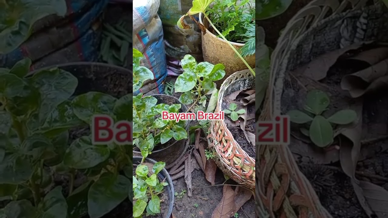 Bayam Brazil#viral #videobermanfaat