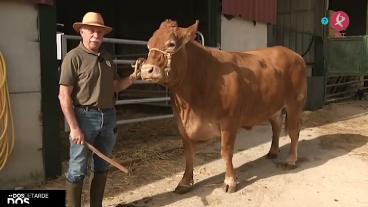 Así es Olaya, la vaca genéticamente perfecta | Dos de tarde