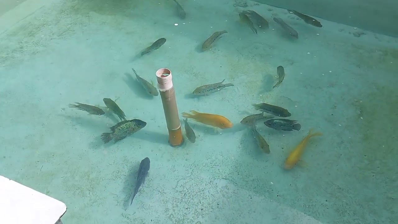 Pond Maintenance