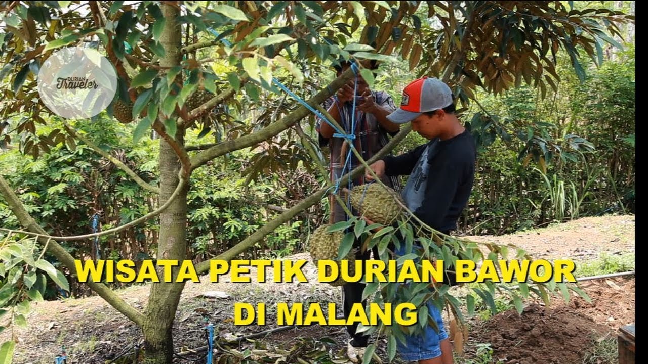 WISATA PETIK DURIAN BAWOR DI MALANG