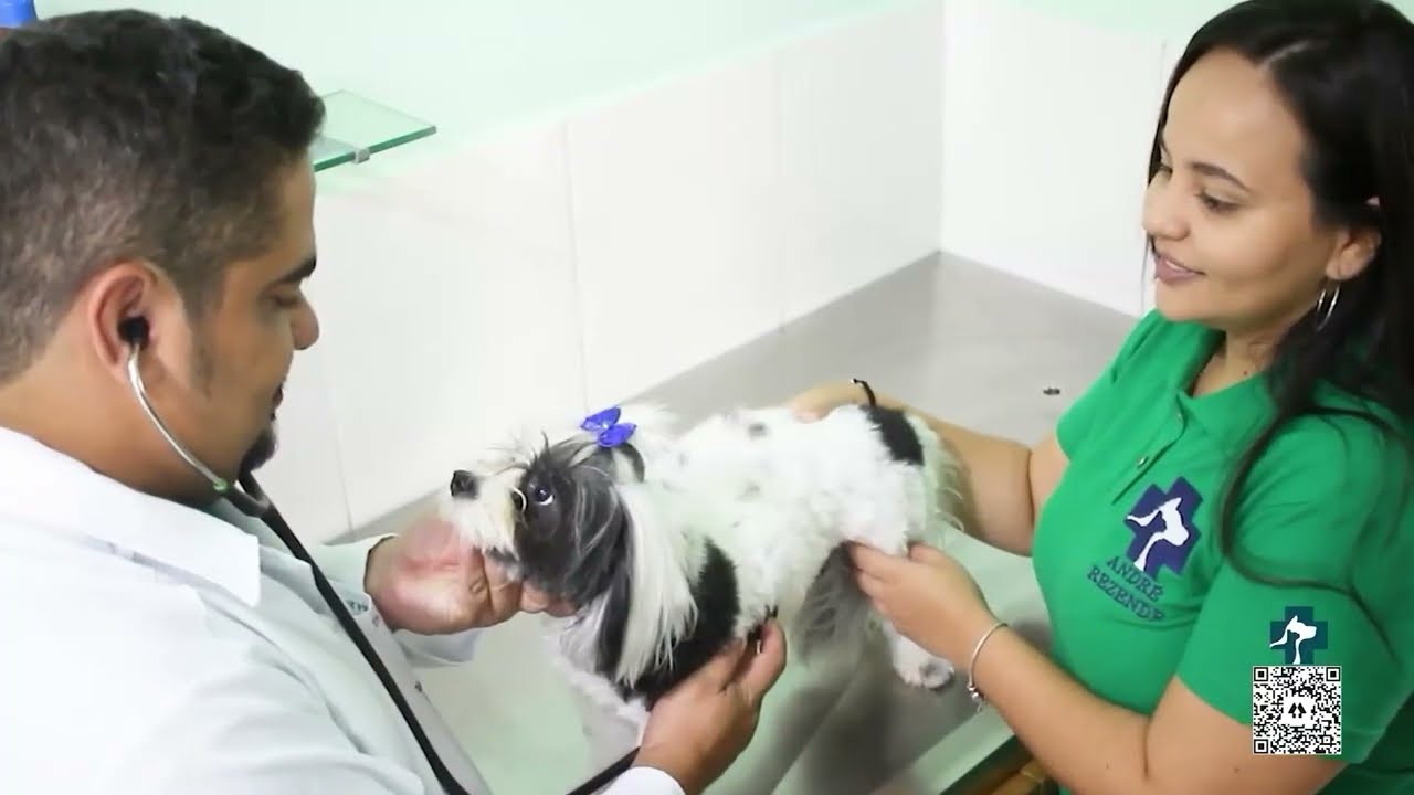 Meu Pet engoliu uma meia, e a gora?