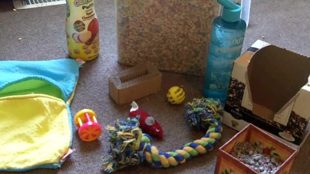 Items To Get Before Bringing Home Your New Rats
