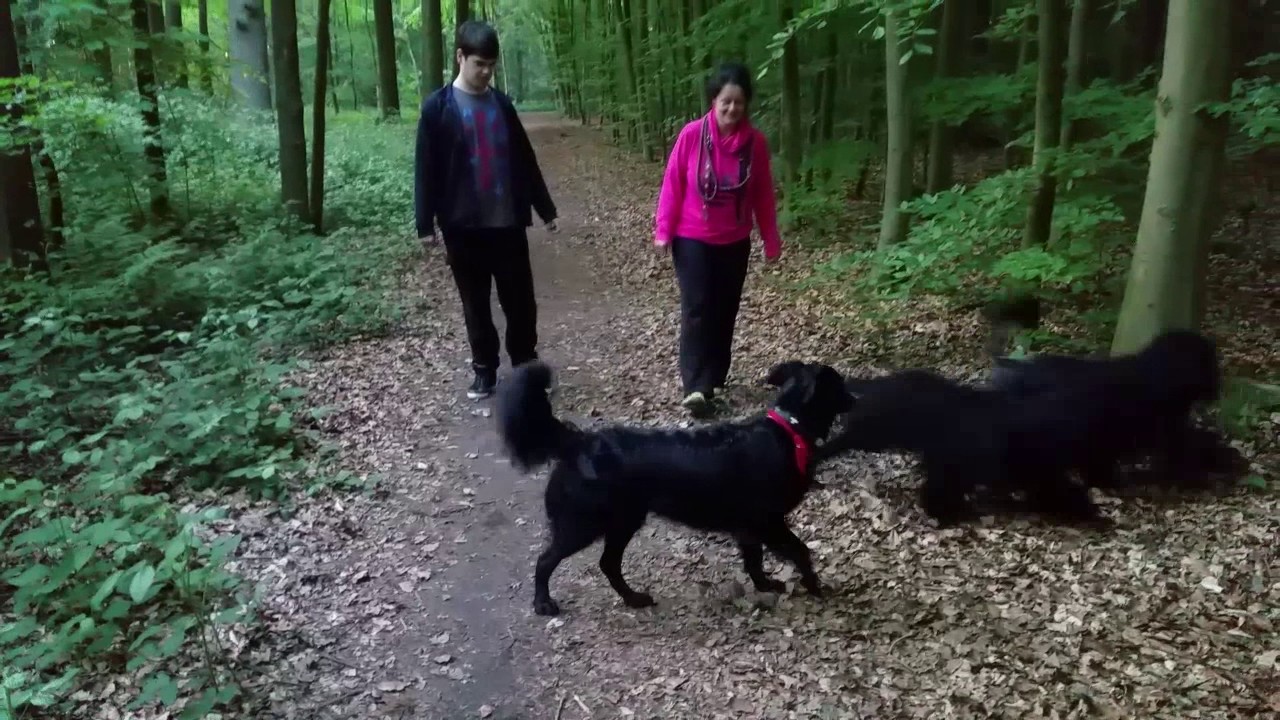 Fun Times! - Portuguese Water Dogs / Portugisische Wasserhunde