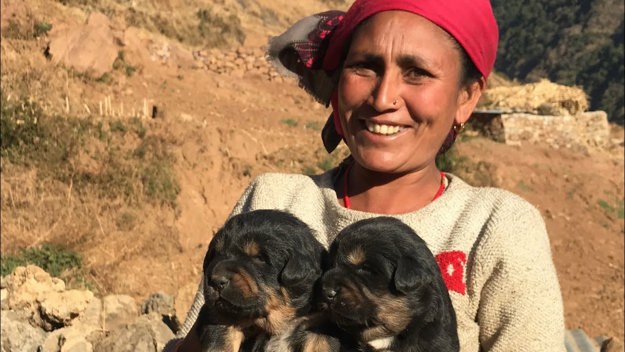 Tibetain Mastiff Dog Puppies (Bhote kukur) somewhere in || East  Rukum || Nepal 🇳🇵 भोटे कुकुर