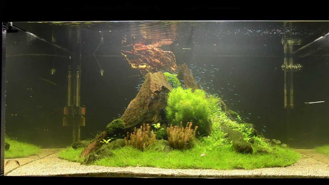 Учебное пособие по акваскейпу «Хаос природы» Джеймса Финдли — The Making Of