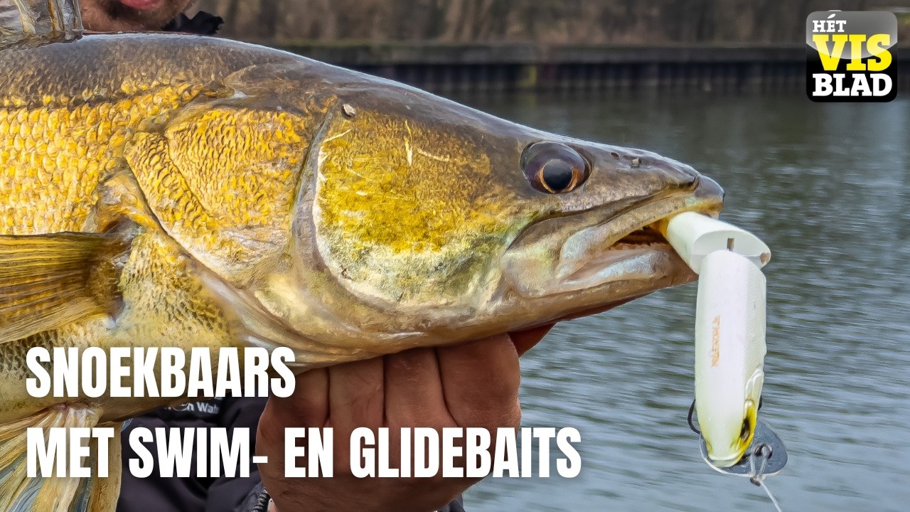 Langzaam vissen op snoekbaars met swim- en glidebaits