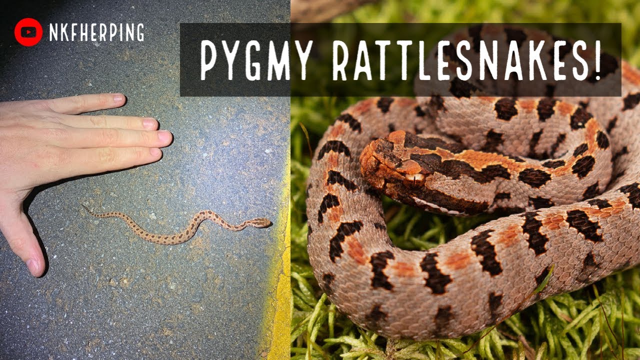 Finding Incredible Pygmy Rattlesnakes in North Georgia!