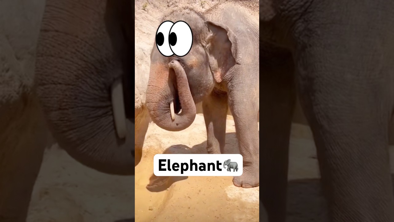 Elephants:Nature&rsquo;s Heavyweights with the Softest Touch🐘 #animals#elephant #fyp#amazing