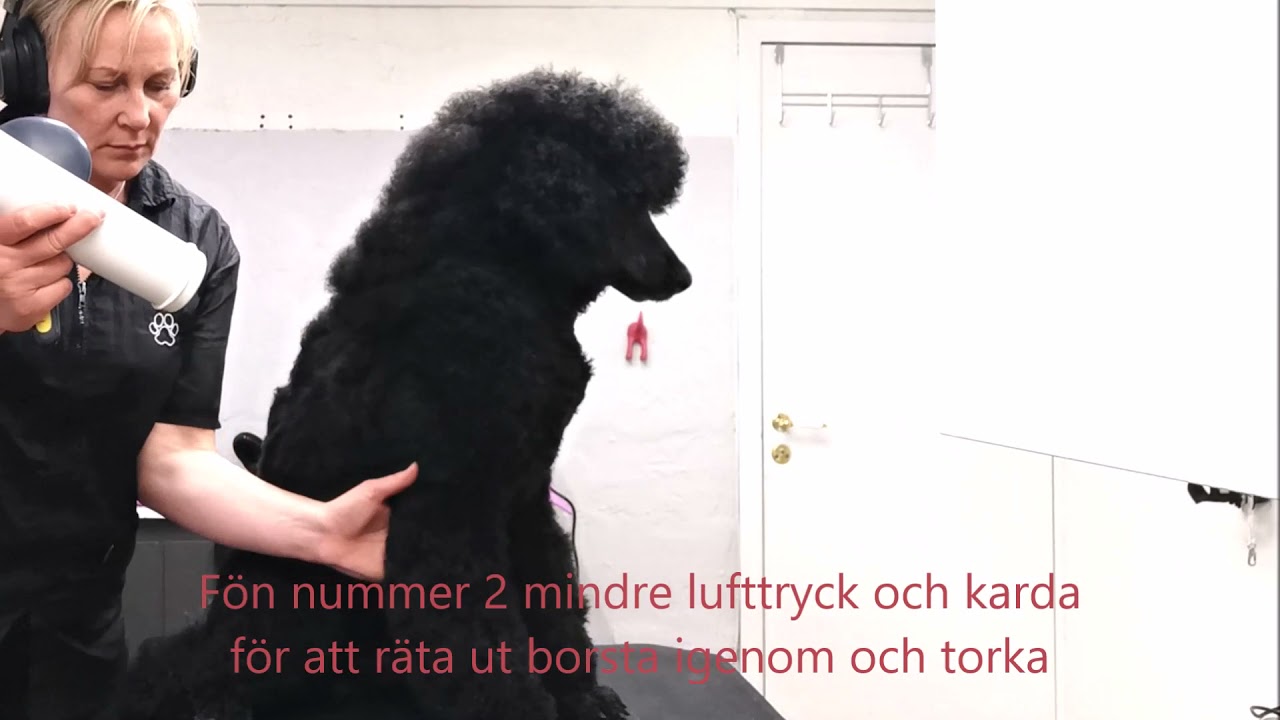 Föna Pudel