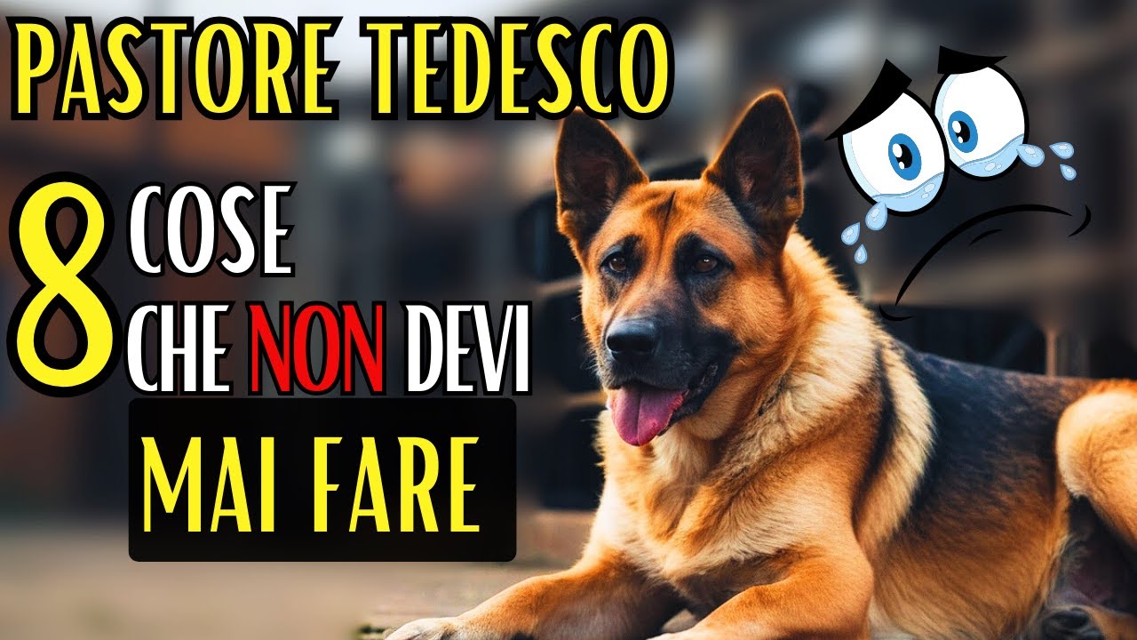 Pastore Tedesco: 8 Cose da Evitare - Guida completa alla razza