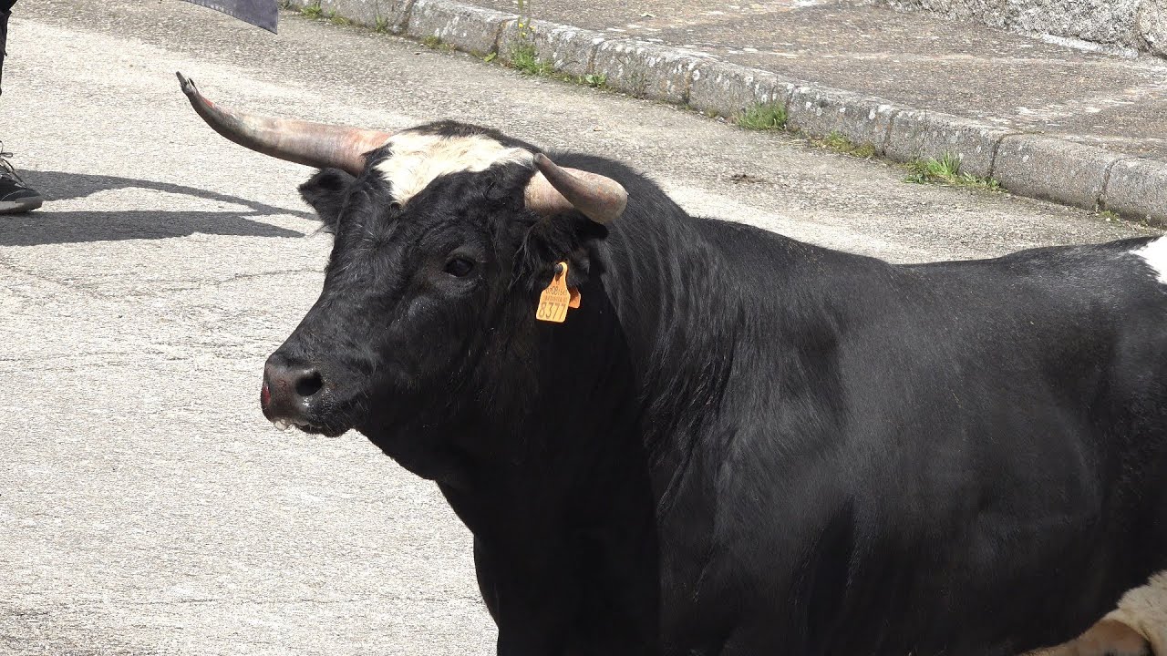 SAN FELICES 2025 Toro de cajon, Barcial