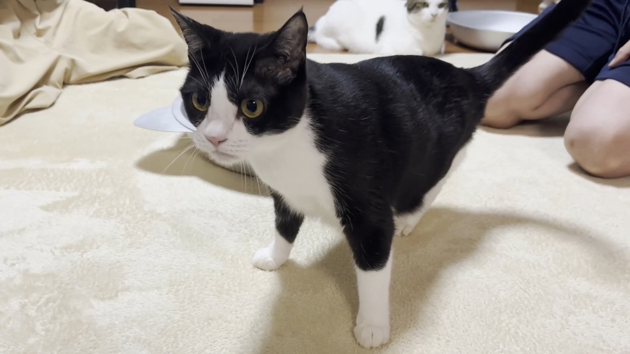 目を回して千鳥足になる猫を初めて見ました