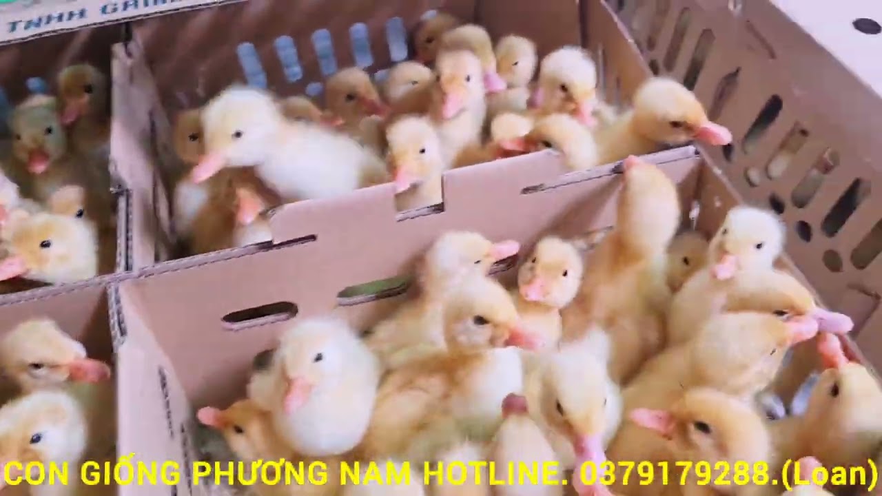 Hotline 0379179288 con giống phương Nam Chào cô Bác anh chi gần xa. 