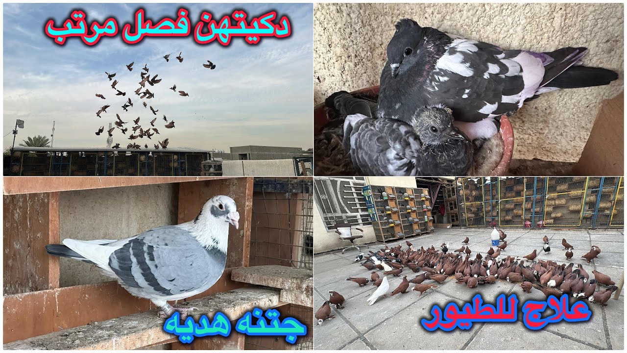 جتنه هديه😳😍دكيت الفحل فصل عالمي❤️مطيار اليرم روووعه😎😎
