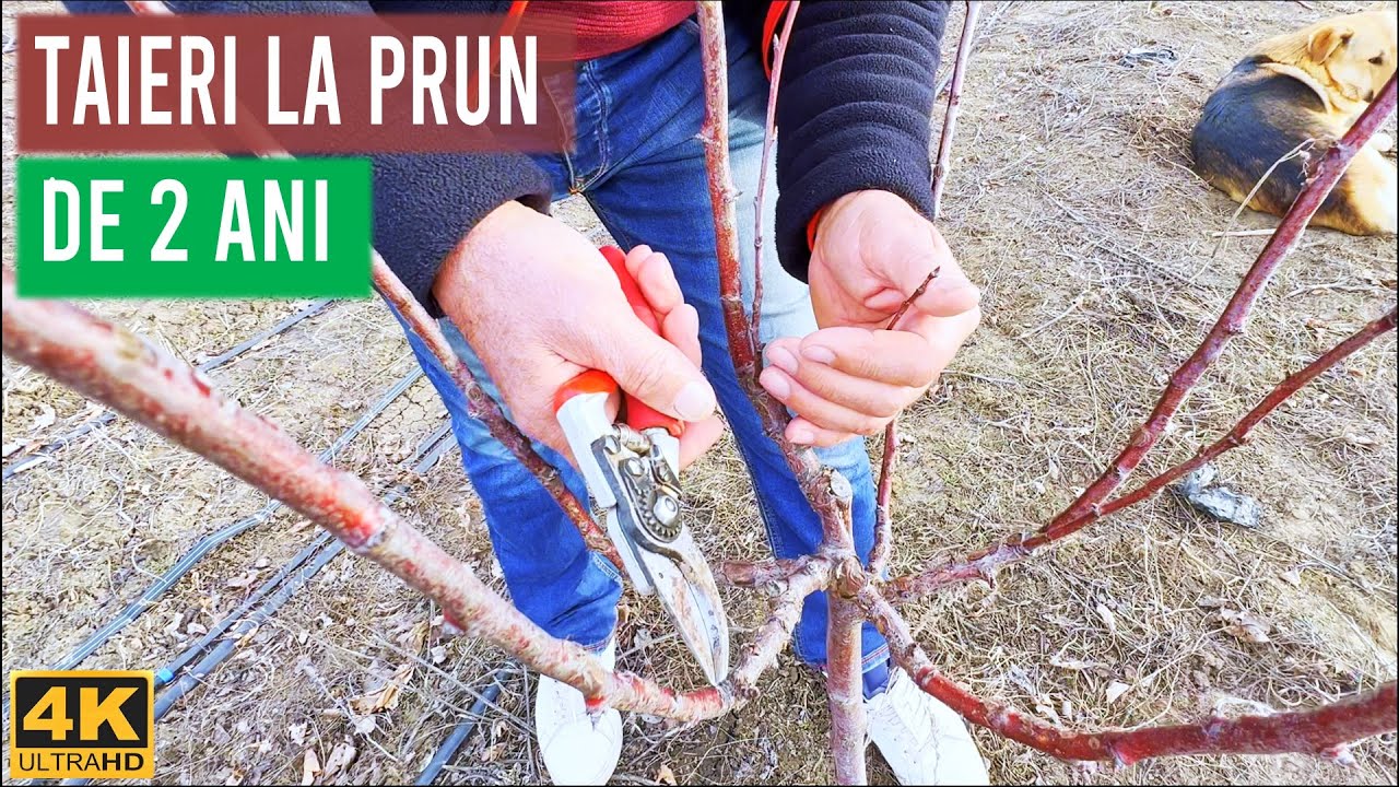 Taieri la pruni dupa 2 ani de vegetatie completa
