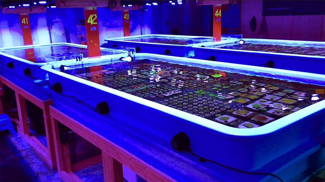 Экскурсия по коралловой ферме World Wide Corals