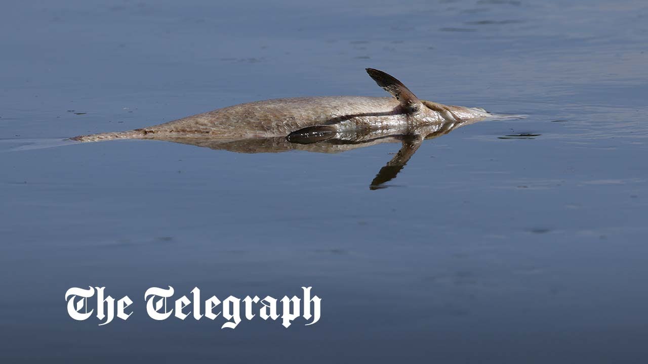 Fish die en mass in river Oder in suspected poisoning