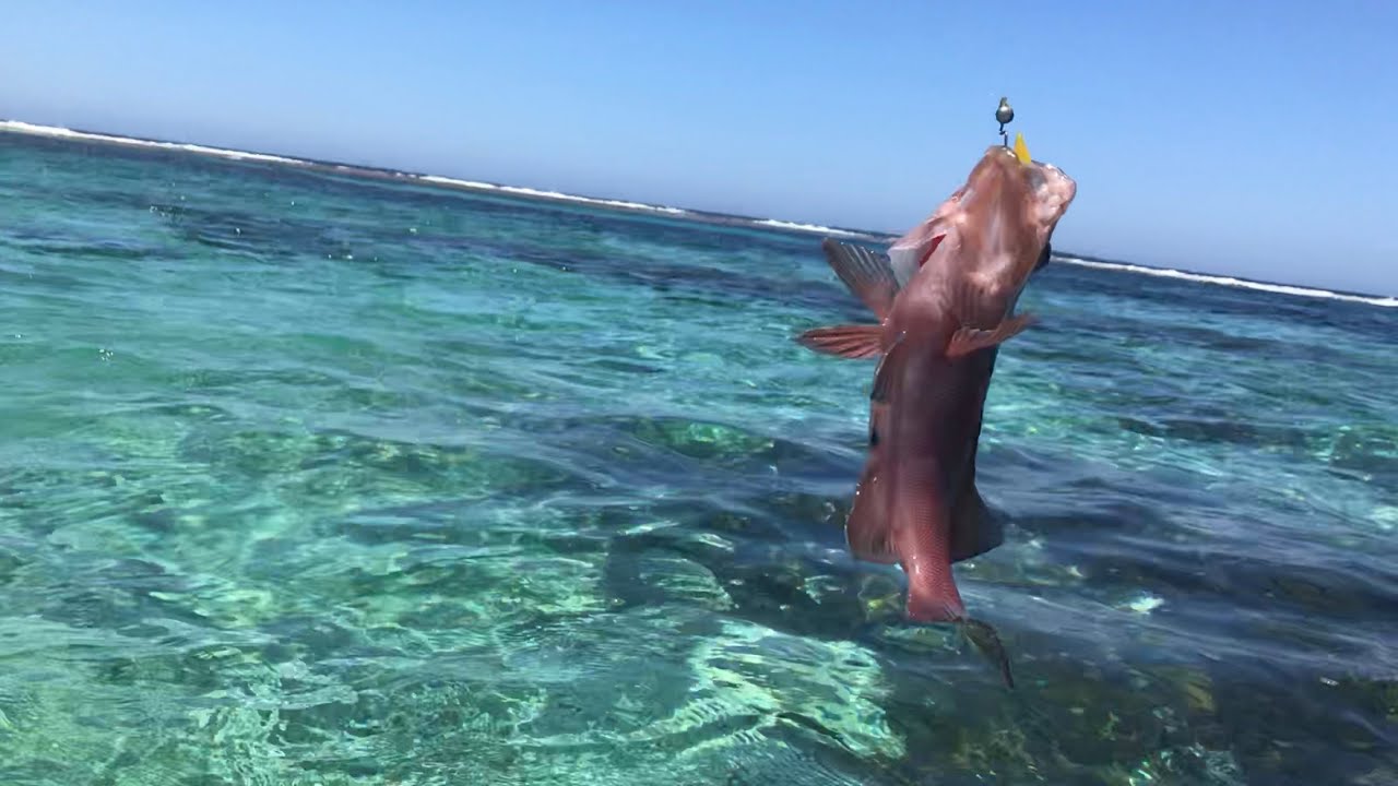 Breaksea Cod at Munglinup Reef