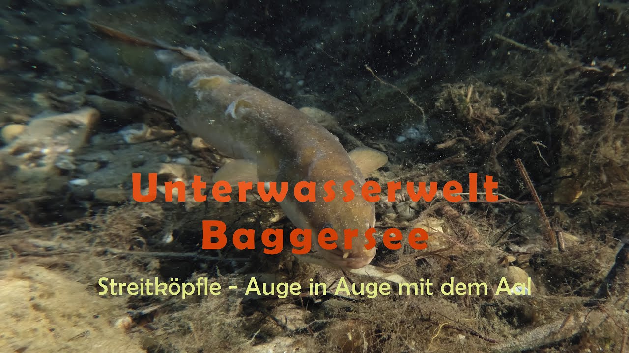 Unterwasserwelt Baggersee: Streitköpfle - Auge in Auge mit dem Aal