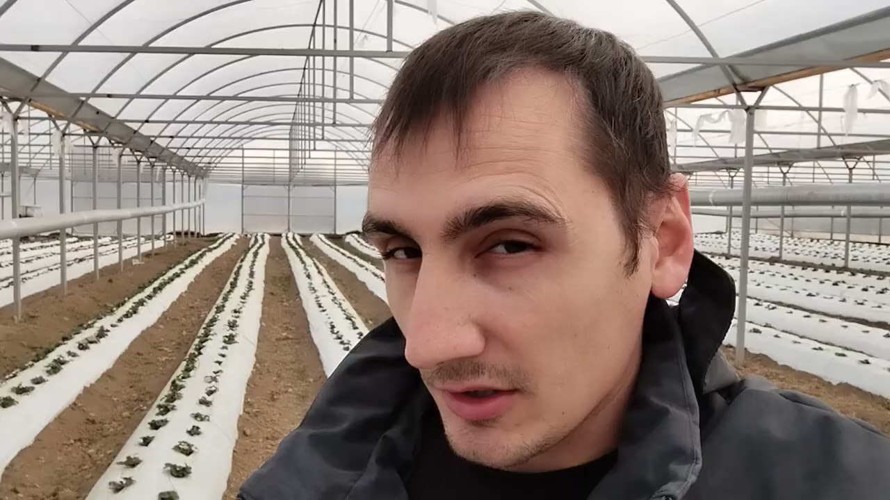 Подкормки и обработки клубники в начале вегетации