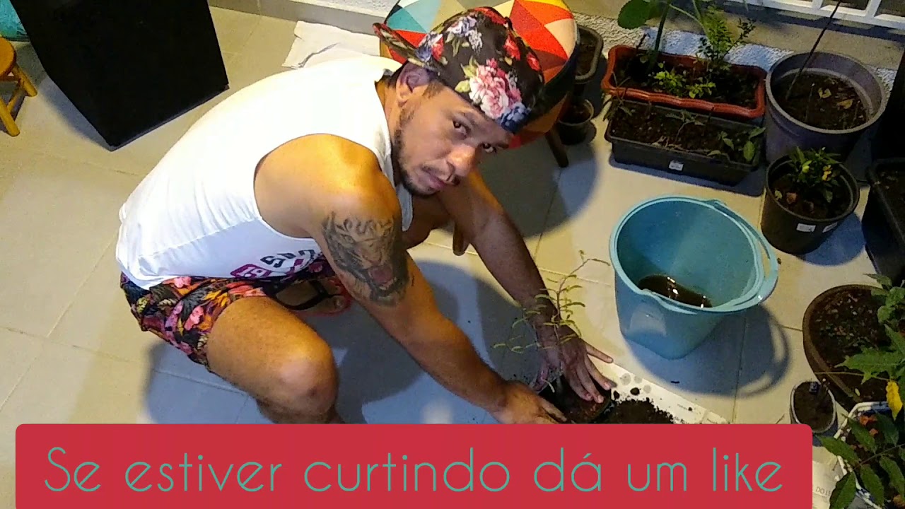 Reenvasar Muda de Carambola