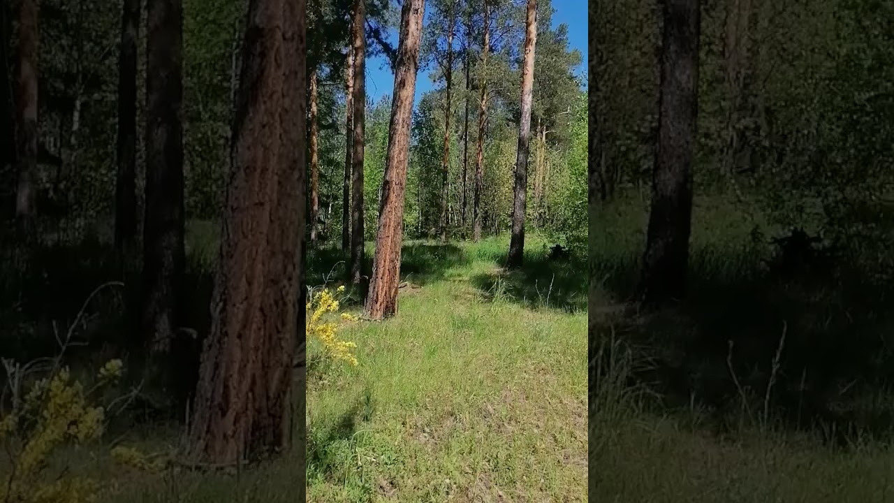 чем старше вы становитесь... #природа #flowers #live #любовь #душа #nature