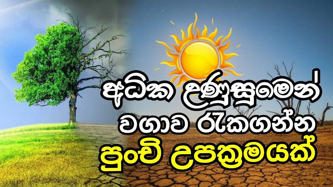 අධික උණුසුමෙන් වගාව රැකගන්න සාර්ථක උපක්‍රමයක් | ගොවි ගෙදර govi gedara