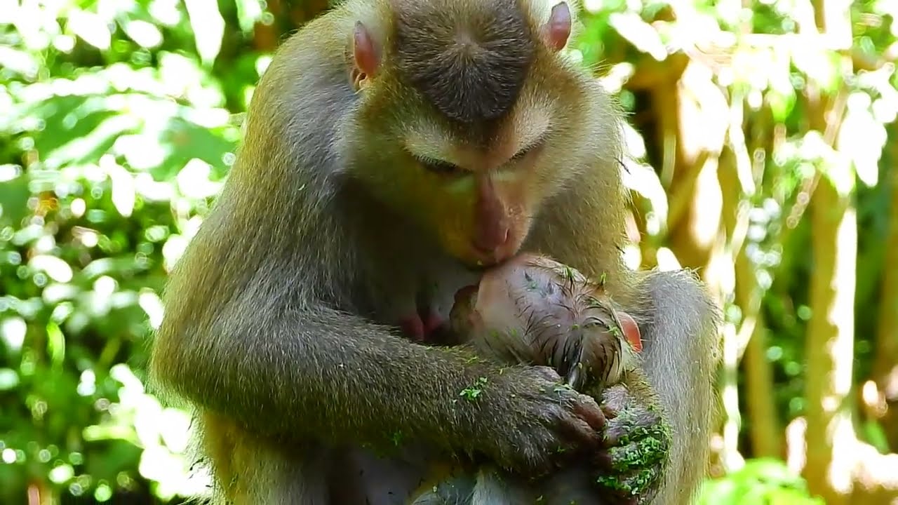 OhGod ! Pitiful Adorable Little Cute Lovely Baby Monkey.