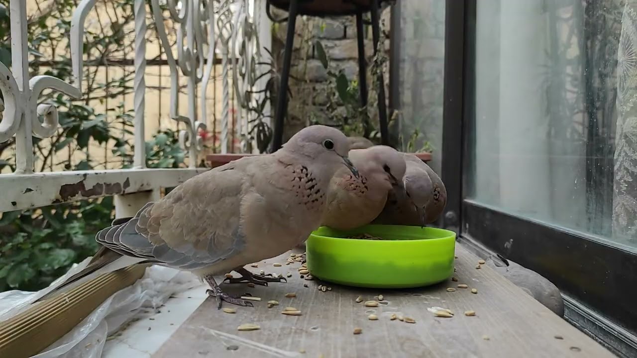 Ultimate Bird Feeding Frenzy! 🥜 Watching Colorful Birds Up Close (No Music)