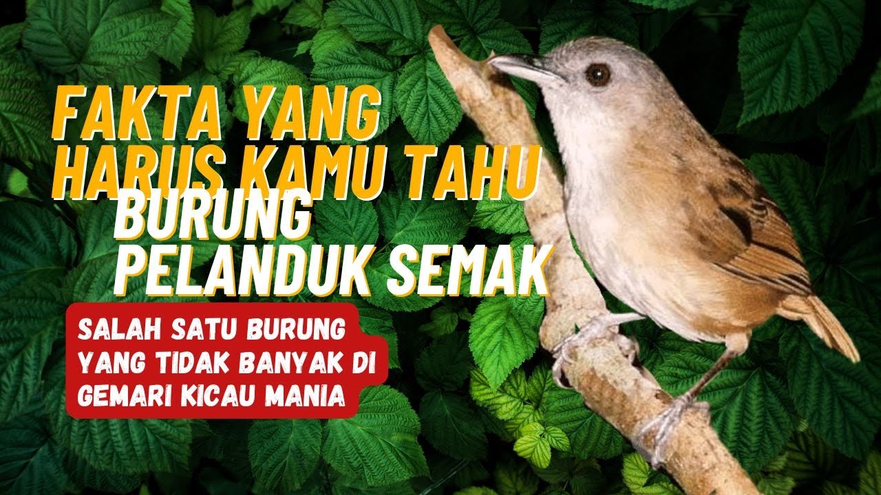 Burung Pelanduk semak || Mengapa burung pelanduk semak tidak banyak di gemari para kicau mania?