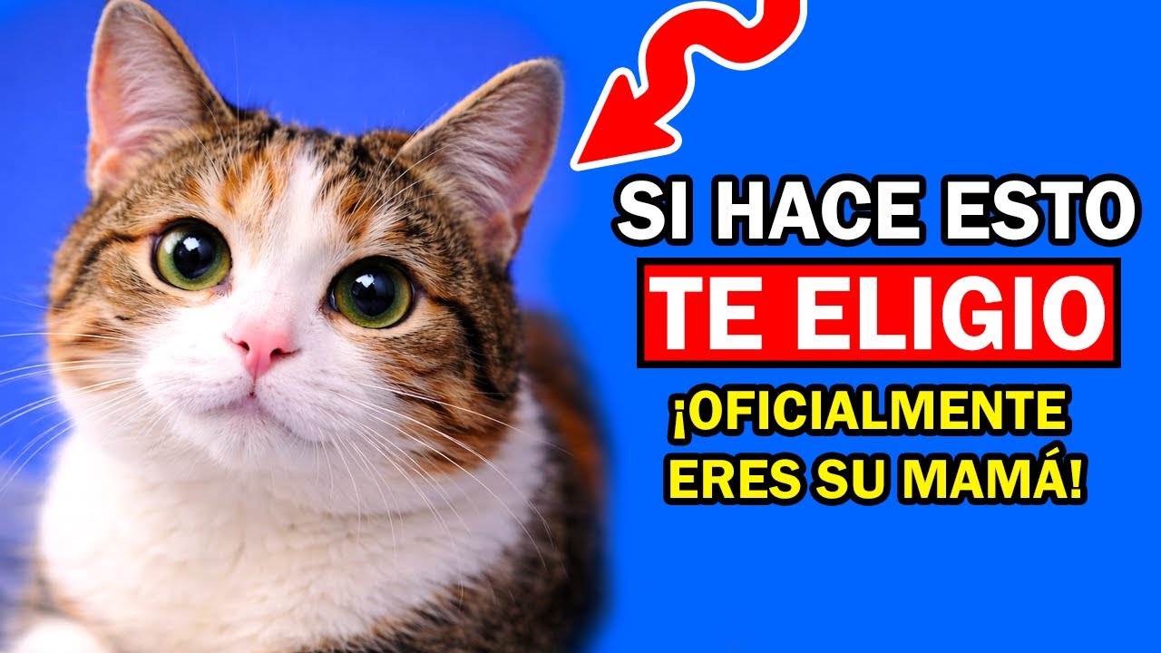5 SEÑALES de que tu GATO TE ELIGIÓ COMO SU MAMÁ (Cómo Reconocerlas)
