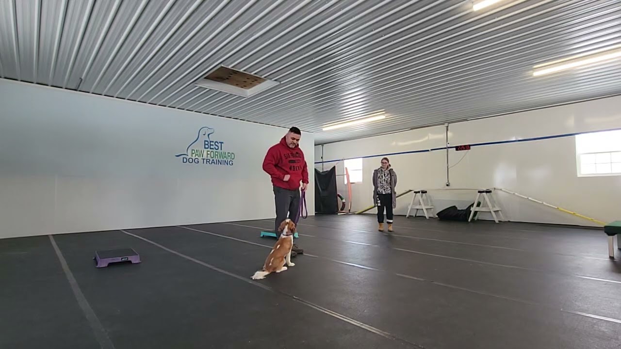 Mercer the Cavalier King Charles working on clam getting patterns