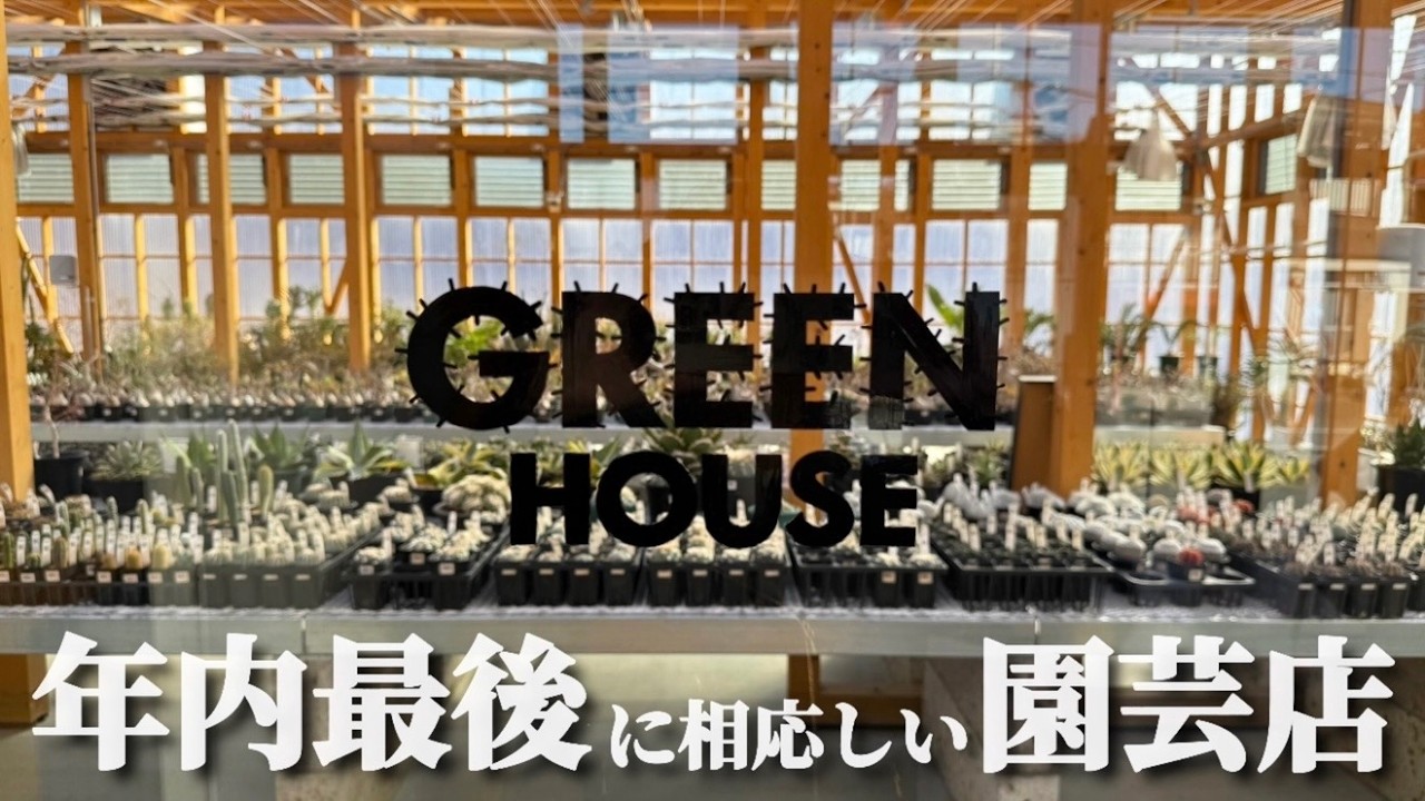 【CACTUS GREEN】年末に最高の店舗を満喫！【塊根植物】【アガベ】を買いたい！