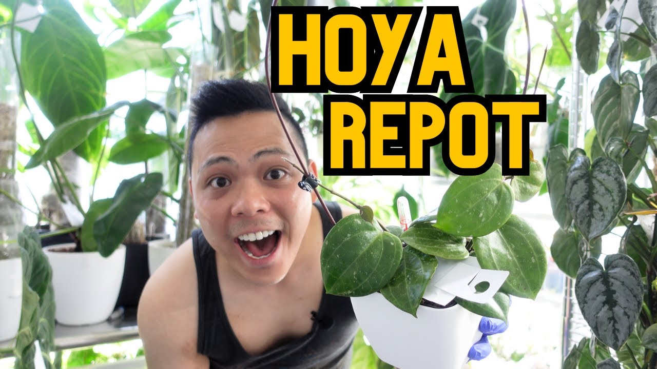 💚 Hoyas in pon | checking roots, propagations, adding a trellis | indoor houseplant chores