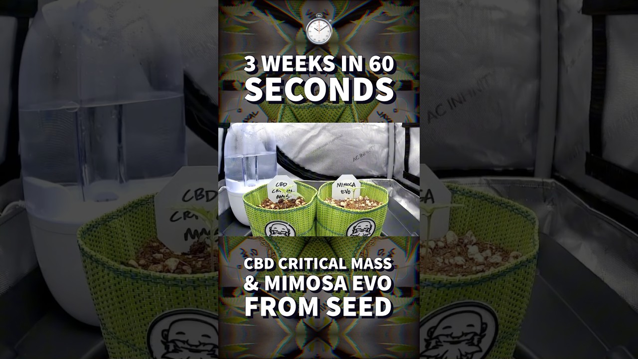 ⏱️ 3 Weeks in 60 Seconds #timelapse | CBD Critical Mass & Mimosa EVO