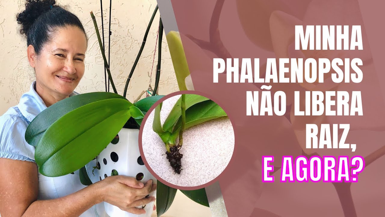 Por que a orquídea phalaenopsis não libera raiz?/ replante no cesto de lixo