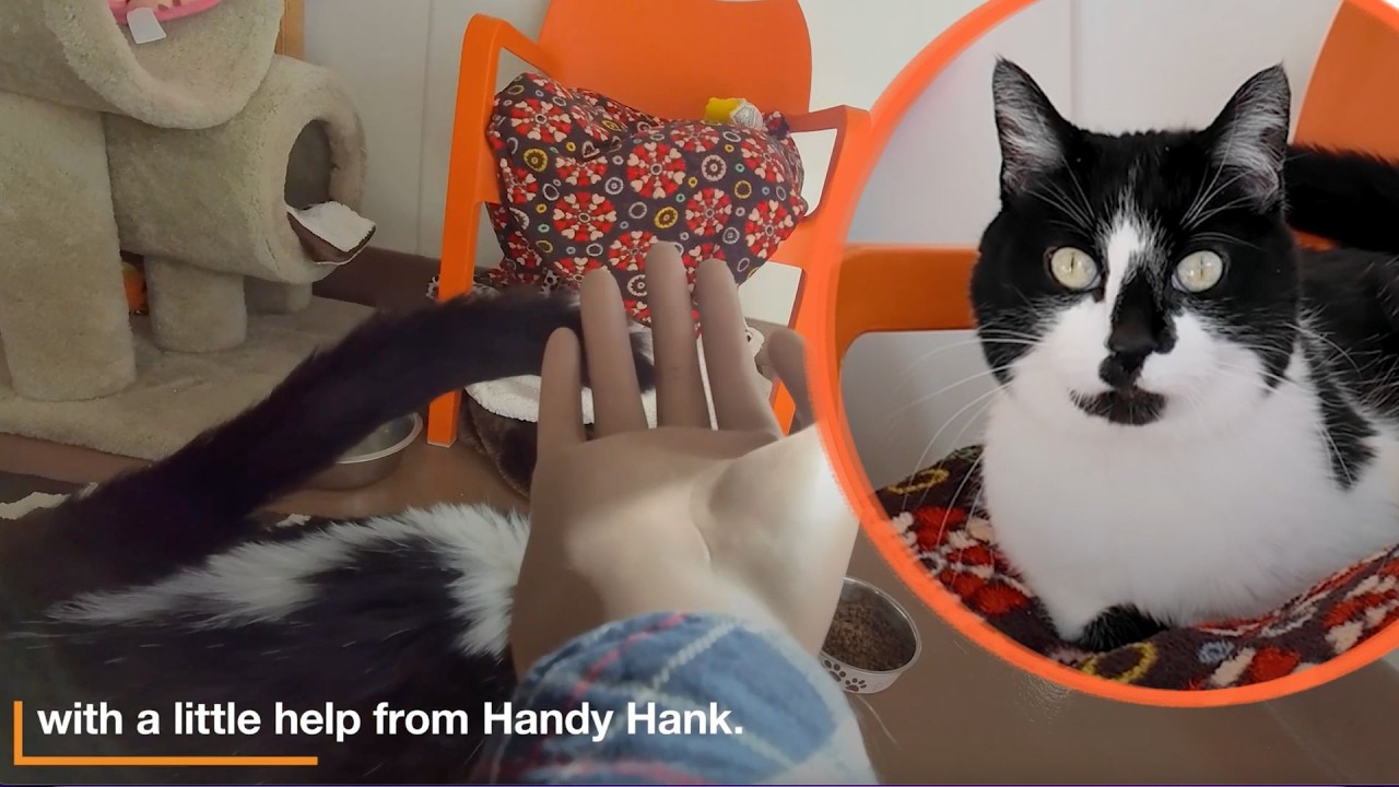 Помощь застенчивым кошкам в приюте для животных Best Friends Animal Sanctuary.