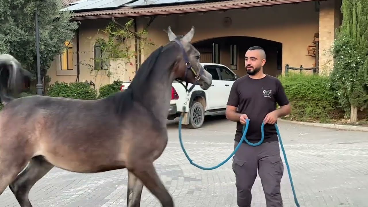 Baz AA (2024)