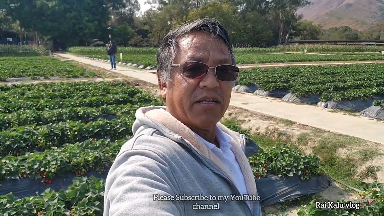  I'm Visit to hk strawberry farm. 