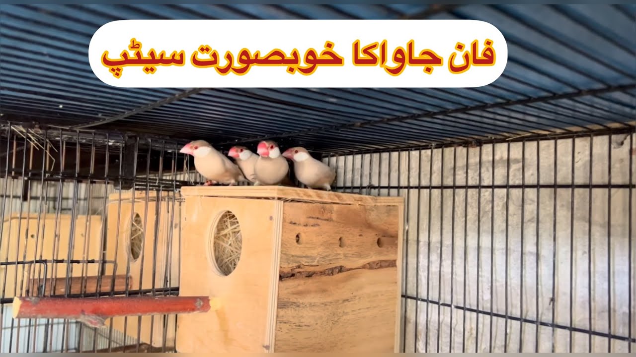 Fawn Java Pastel Fawn Breeding Setup  | Java Cage By Cage Setup  | Tahir Love Birds