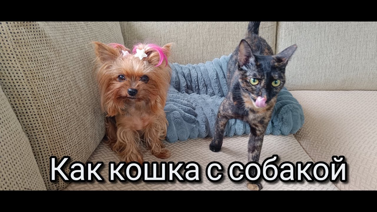 как кошка с собакой)))